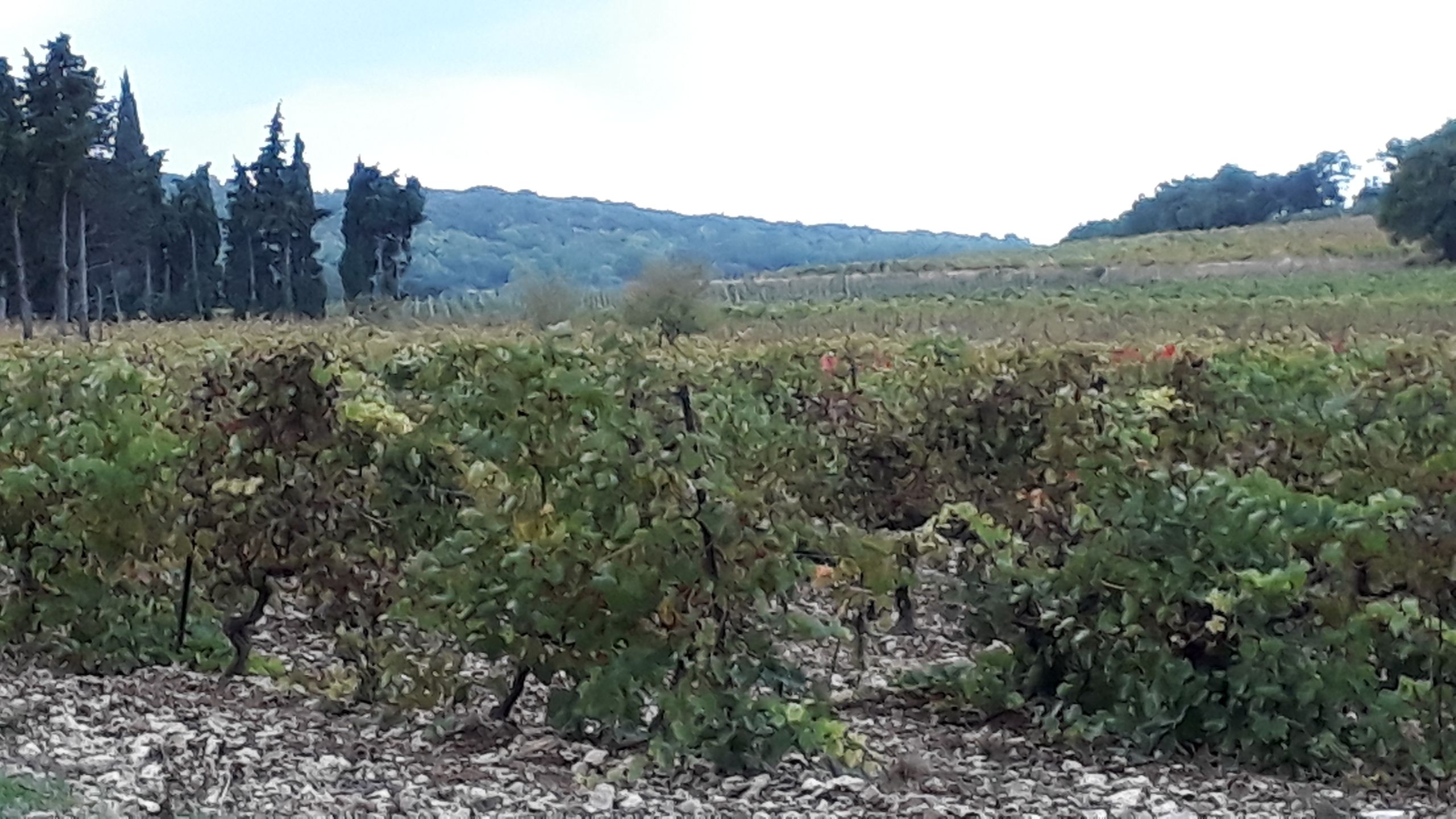 20191019 Lirac 160 vignoble Château de Segries