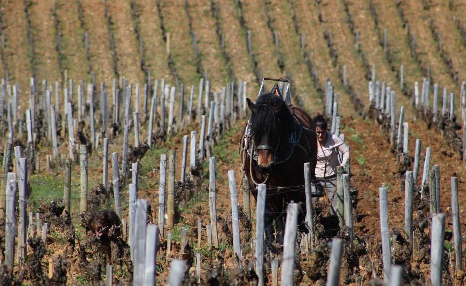 Capture d ecran labour a cheval